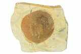 Fossil Leaf (Zizyphoides) - Montana #270964-1